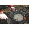 imageStansport PreSeasoned Cast Iron Skillet10